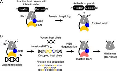 Structural Basis for the Propagation of Homing Endonuclease-Associated Inteins